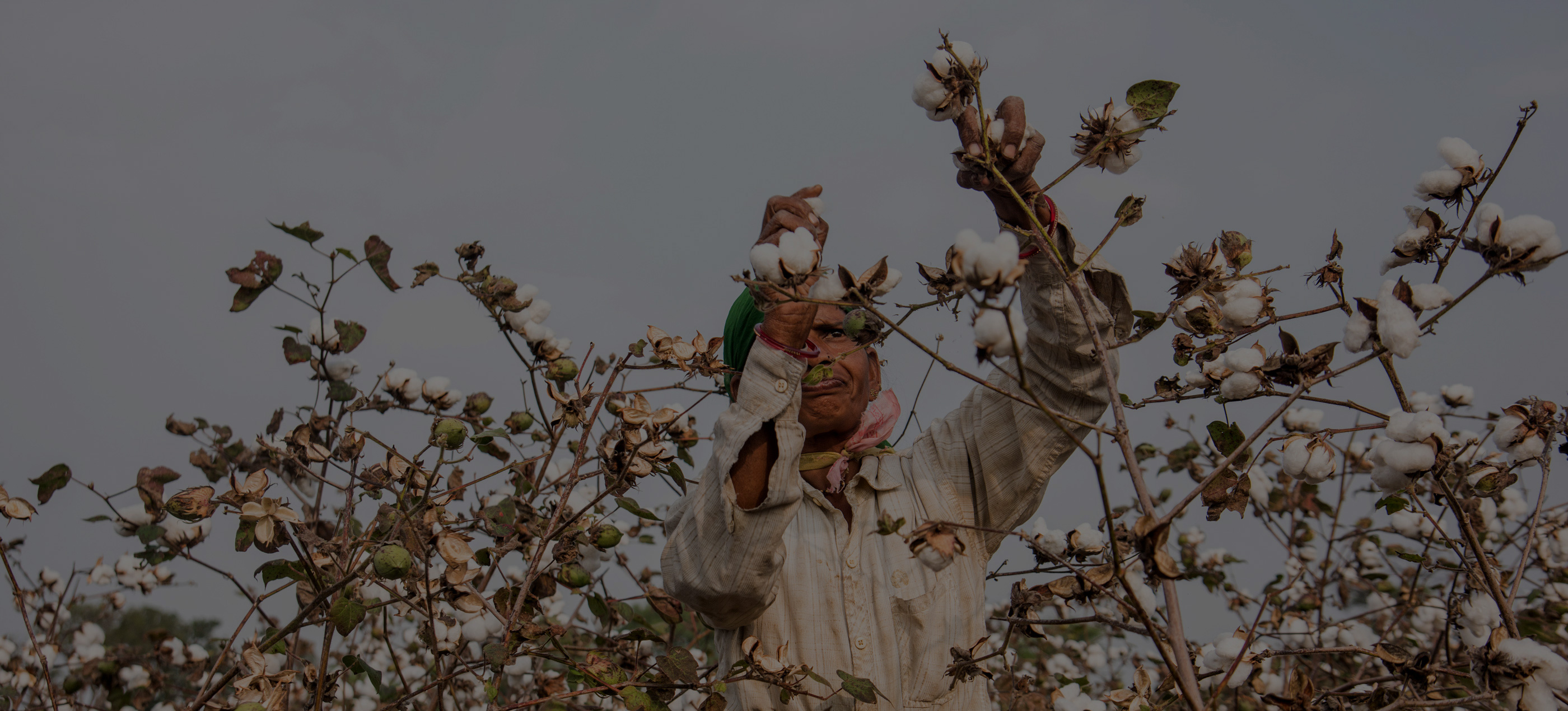 2509-bc-blog-new-layout-bettercotton-sectionbanner-v2