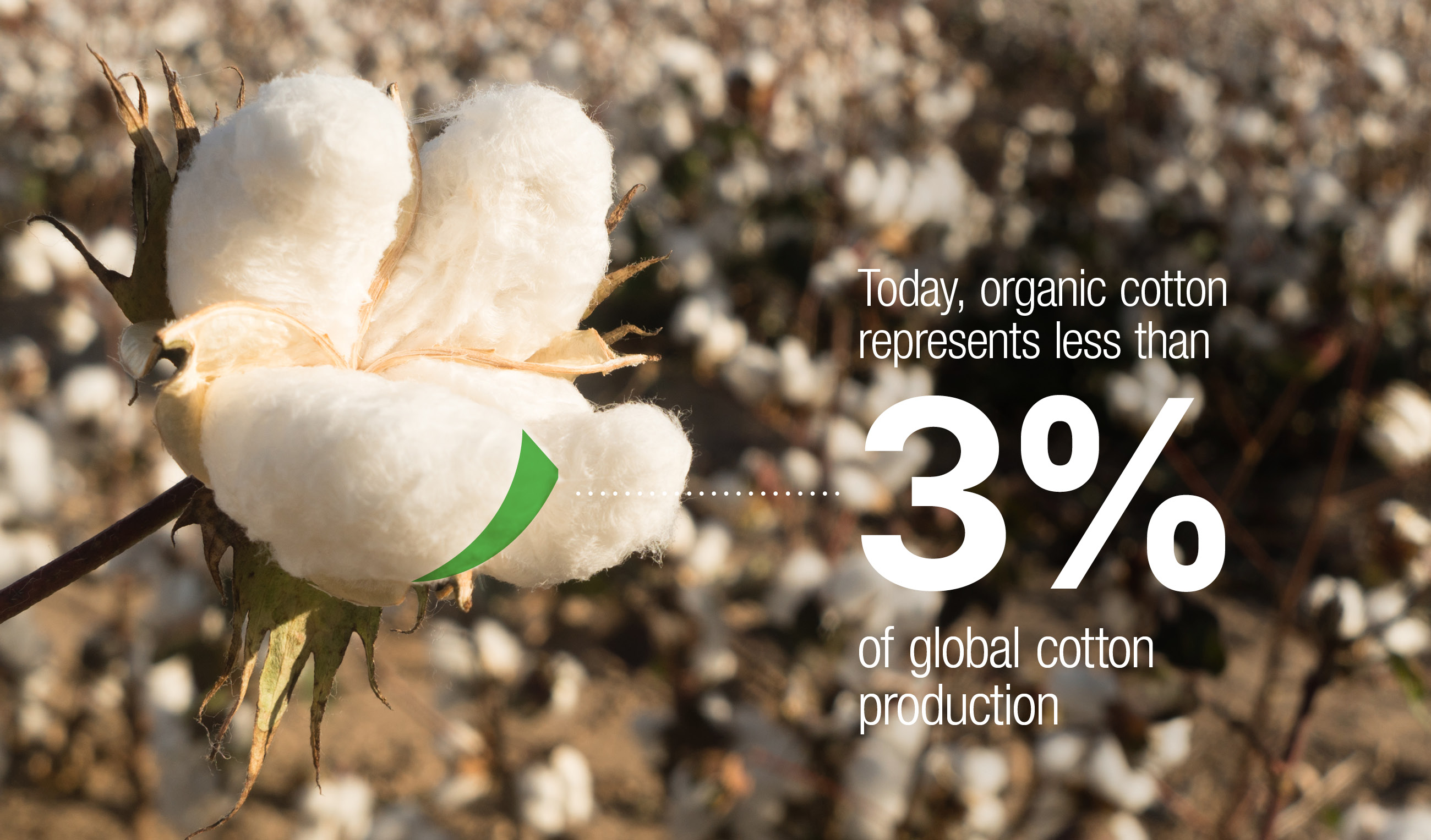 2601-bc-organicinconversioncotton-cotton
