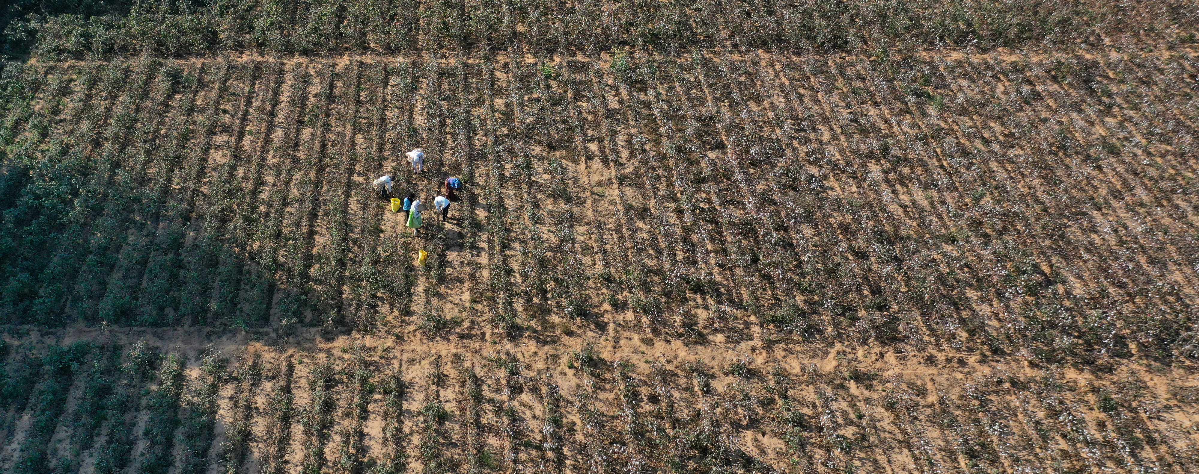 2601-bc-organicinconversioncotton-header